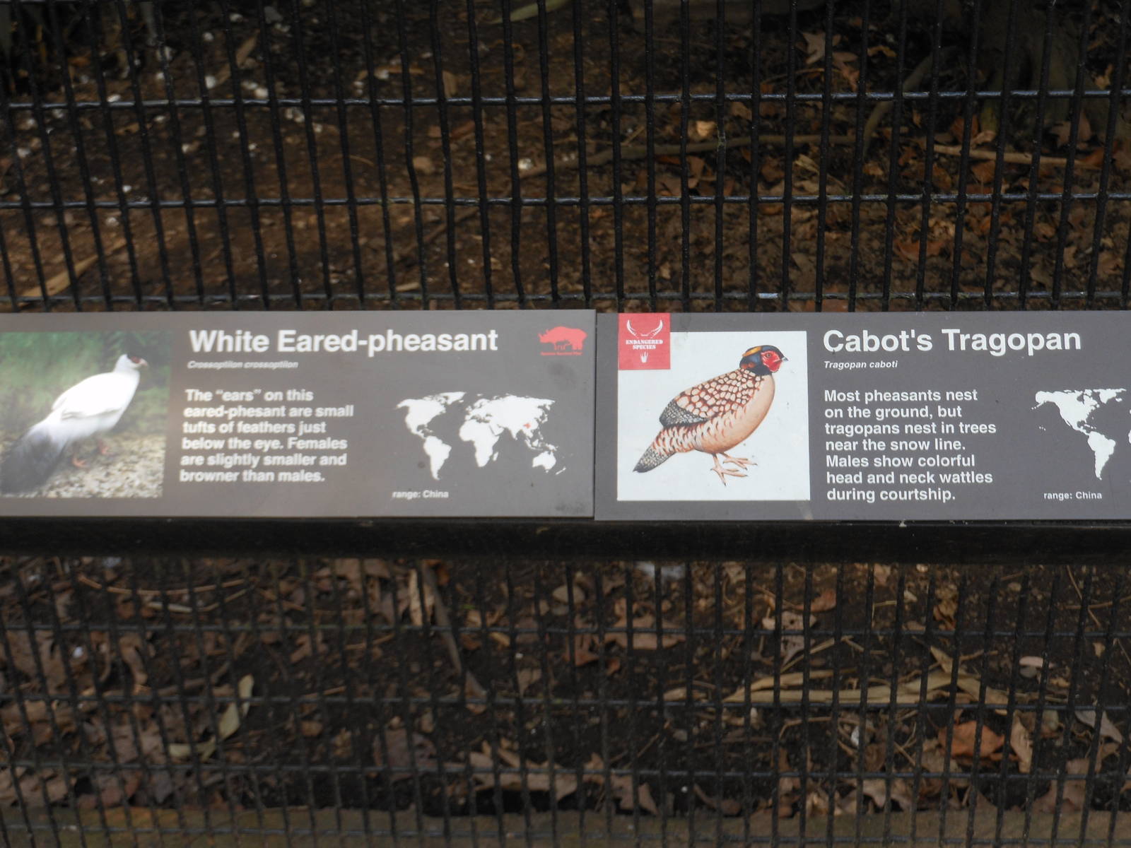 Bronx Zoo- Pheasant Aviaries- White-eared Pheasant/Cabot's Tragopan Signage