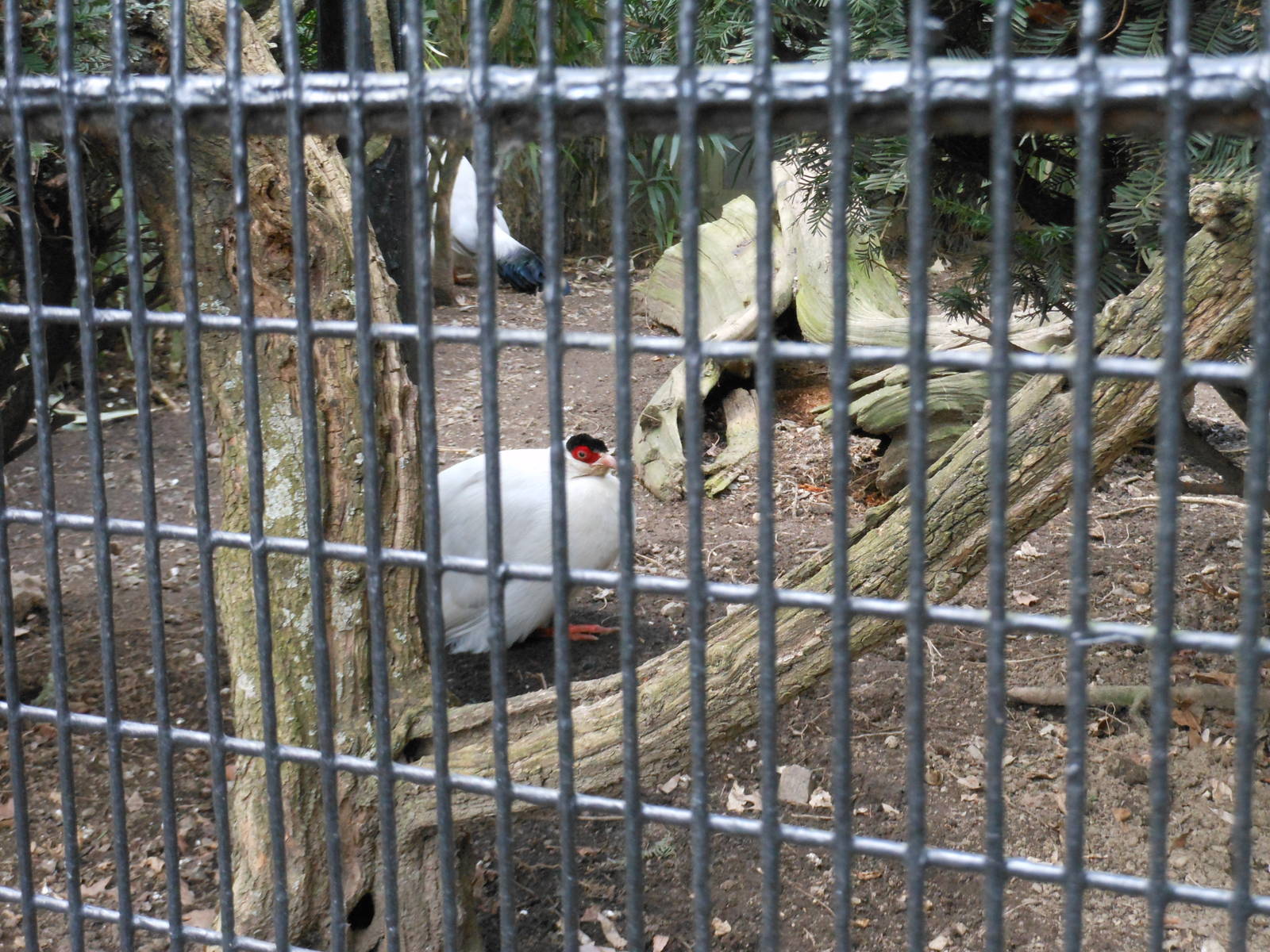 Bronx Zoo- Pheasant Aviaries- White-eared Pheasants