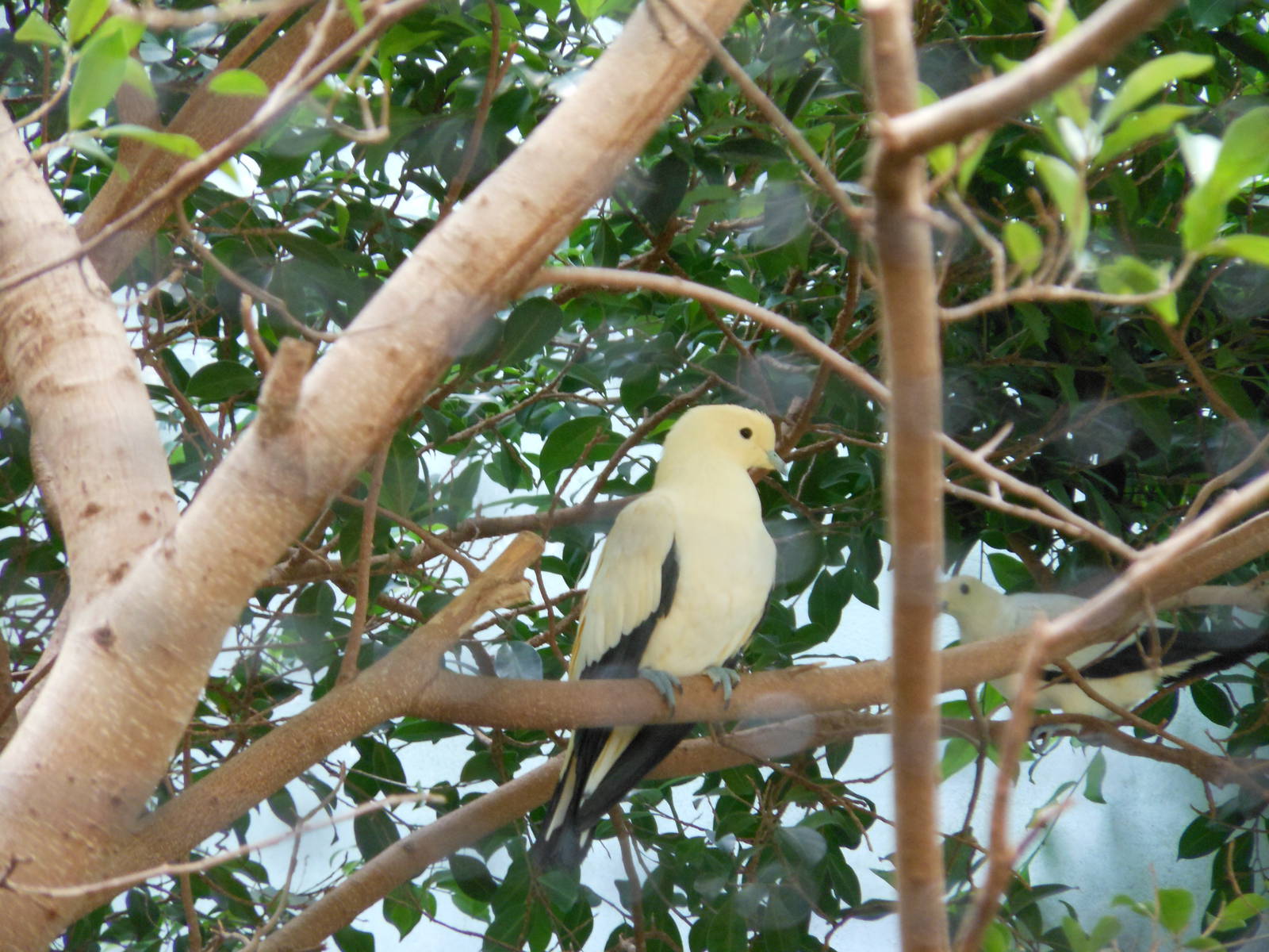 Bronx Zoo- Pied Imperial Pigeon (Ducula bicolor) @ World of Birds