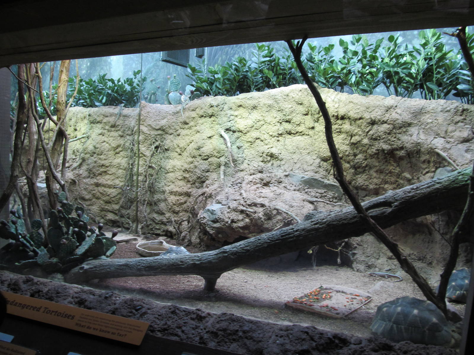 Bronx Zoo- Radiated Tortoise Exhibit