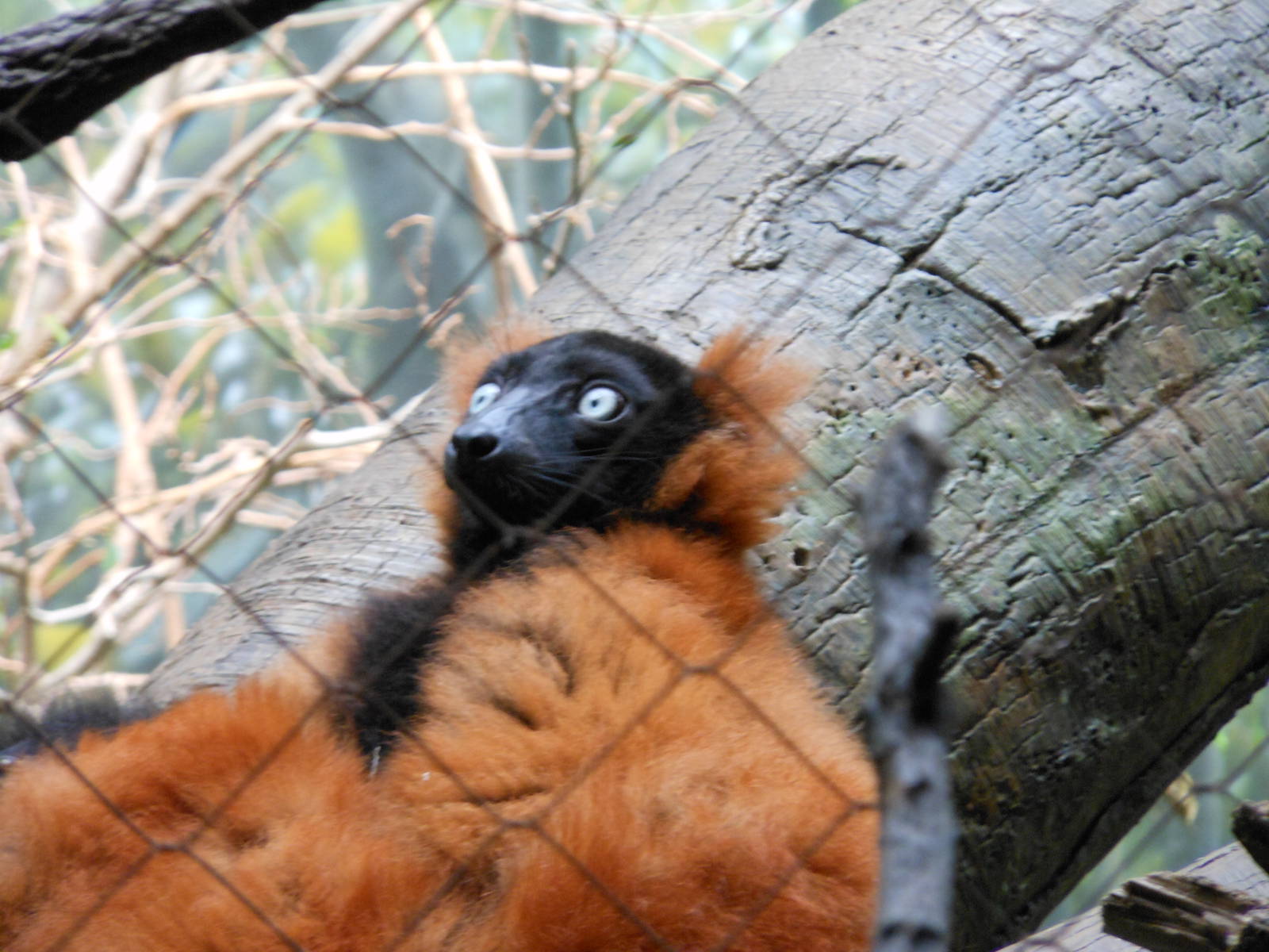 Bronx Zoo- Red-ruffed Lemur Close-up @ Madagascar!