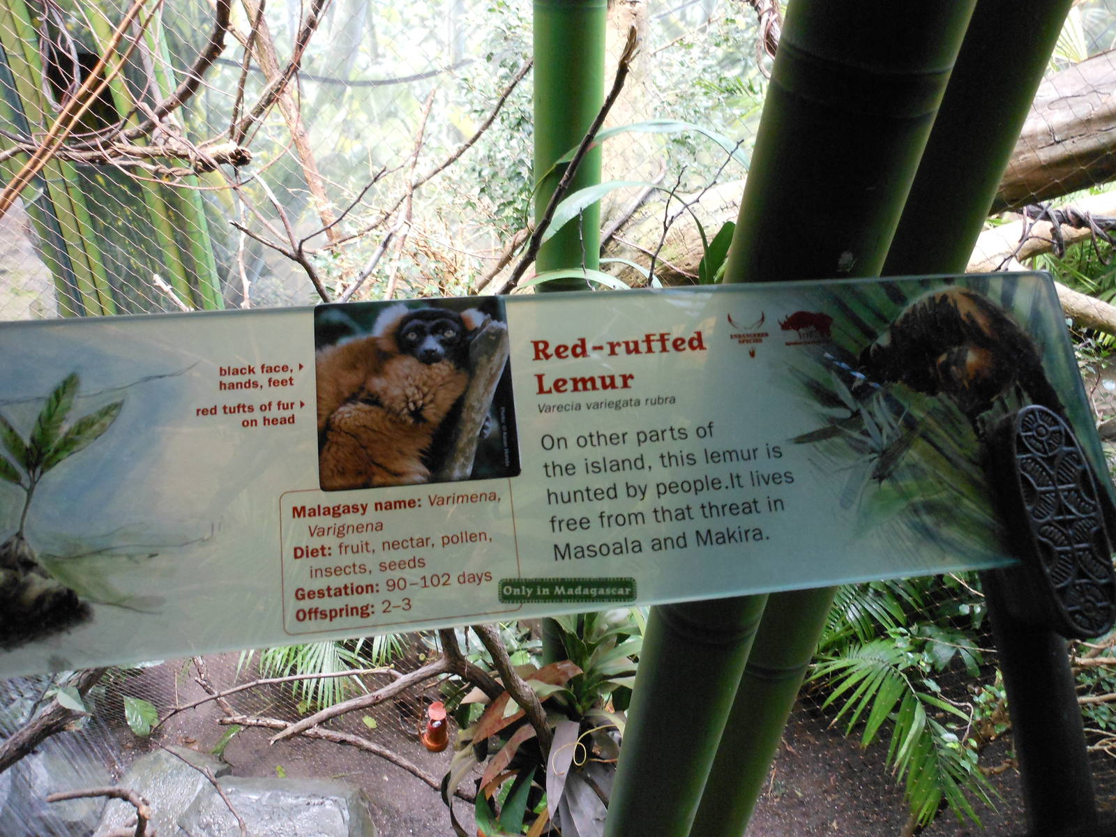 Bronx Zoo- Red-ruffed Lemur Exhibit Signage @ Madagascar!