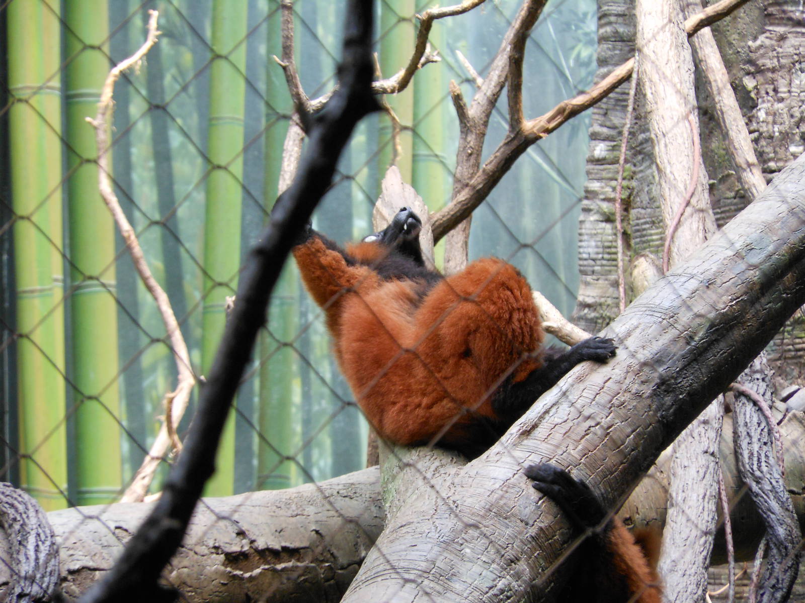Bronx Zoo- Red-ruffed Lemur Lying Down on Branch @ Madagascar!