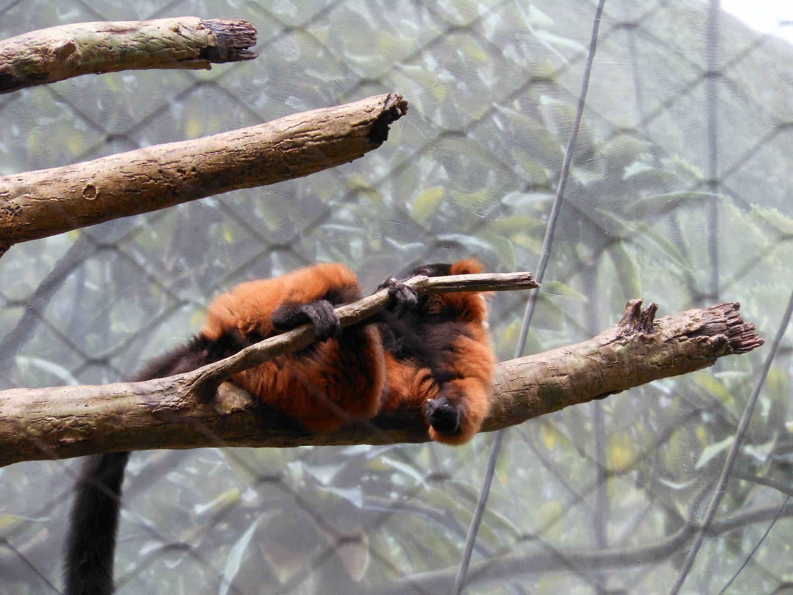 Bronx Zoo- Red-ruffed Lemur Resting @ Madagascar!