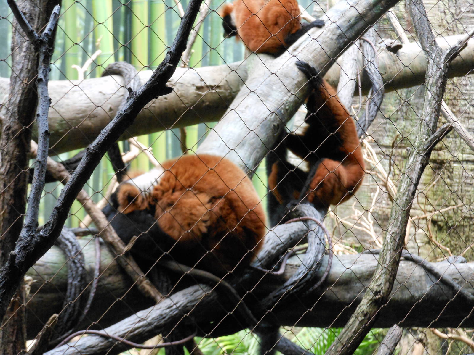 Bronx Zoo- Red-ruffed Lemurs @ Madagascar!