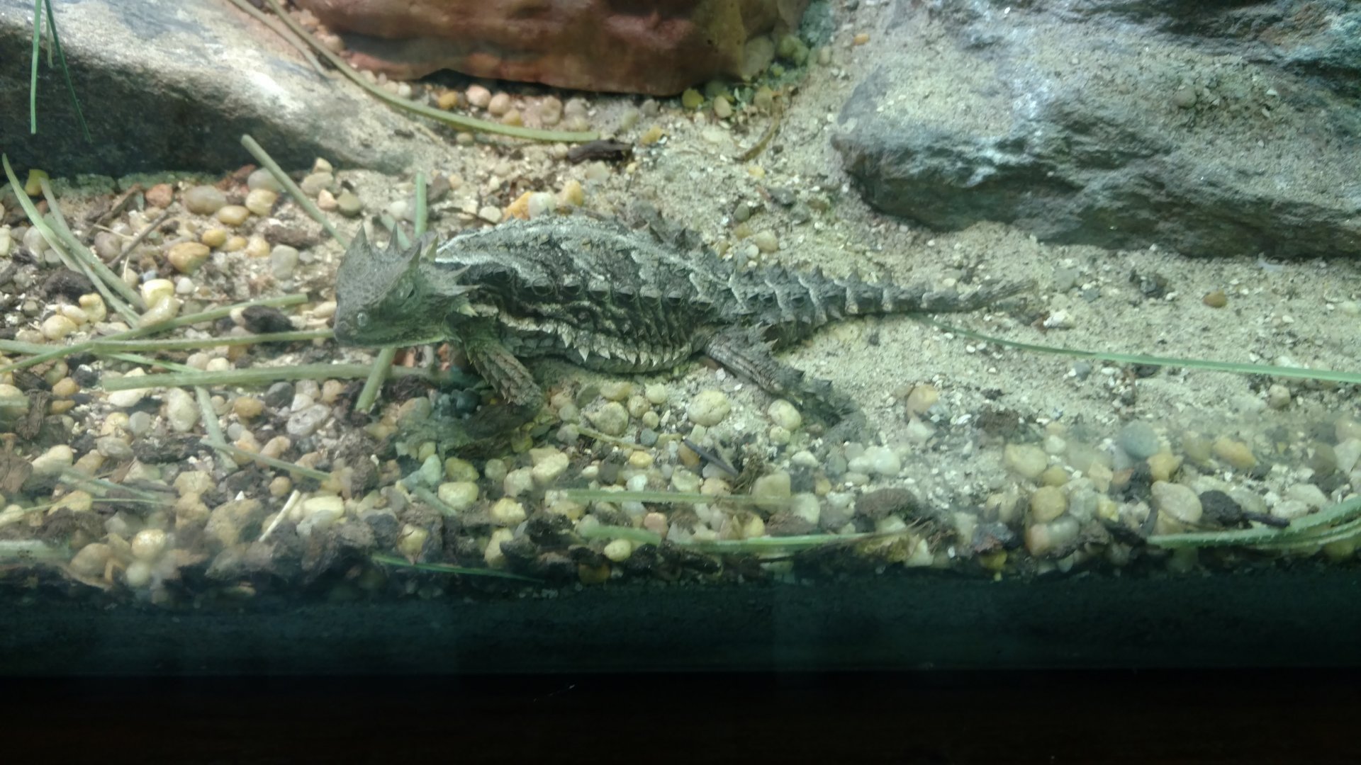 Bronx Zoo, Reptile House