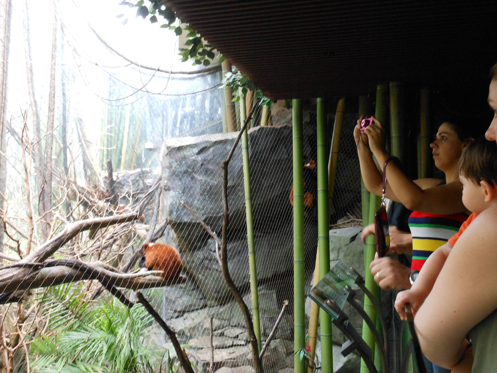 Bronx Zoo- Rest of Red-ruffed Lemur Exhibit @ Madagascar!