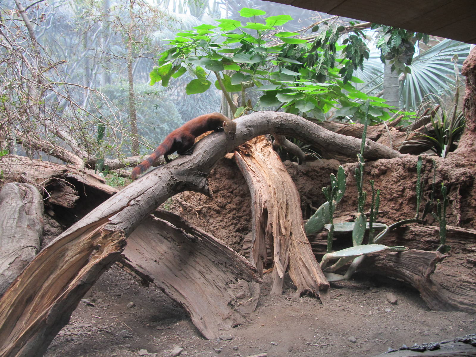 Bronx Zoo- Ring Tailed Mongoose Exhibit