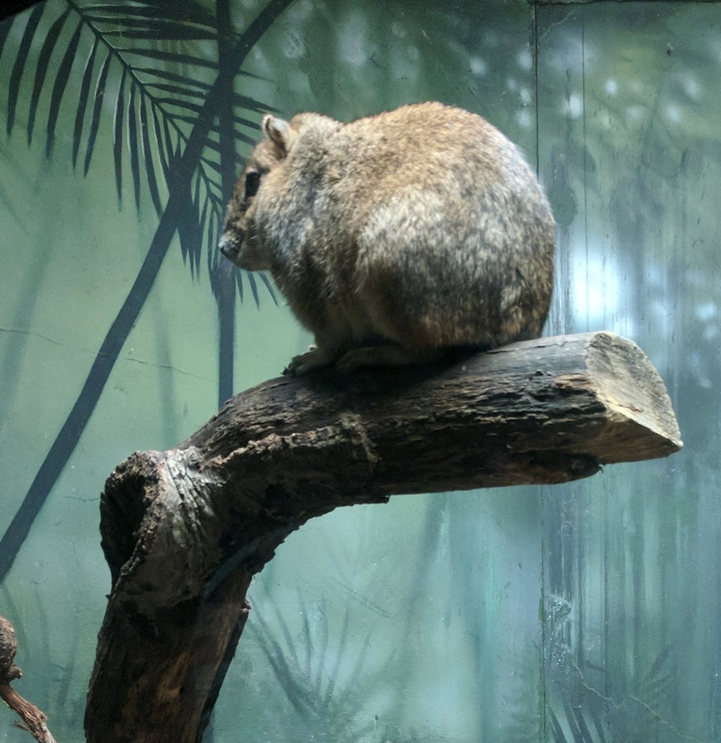 Bronx Zoo - Rock Cavy