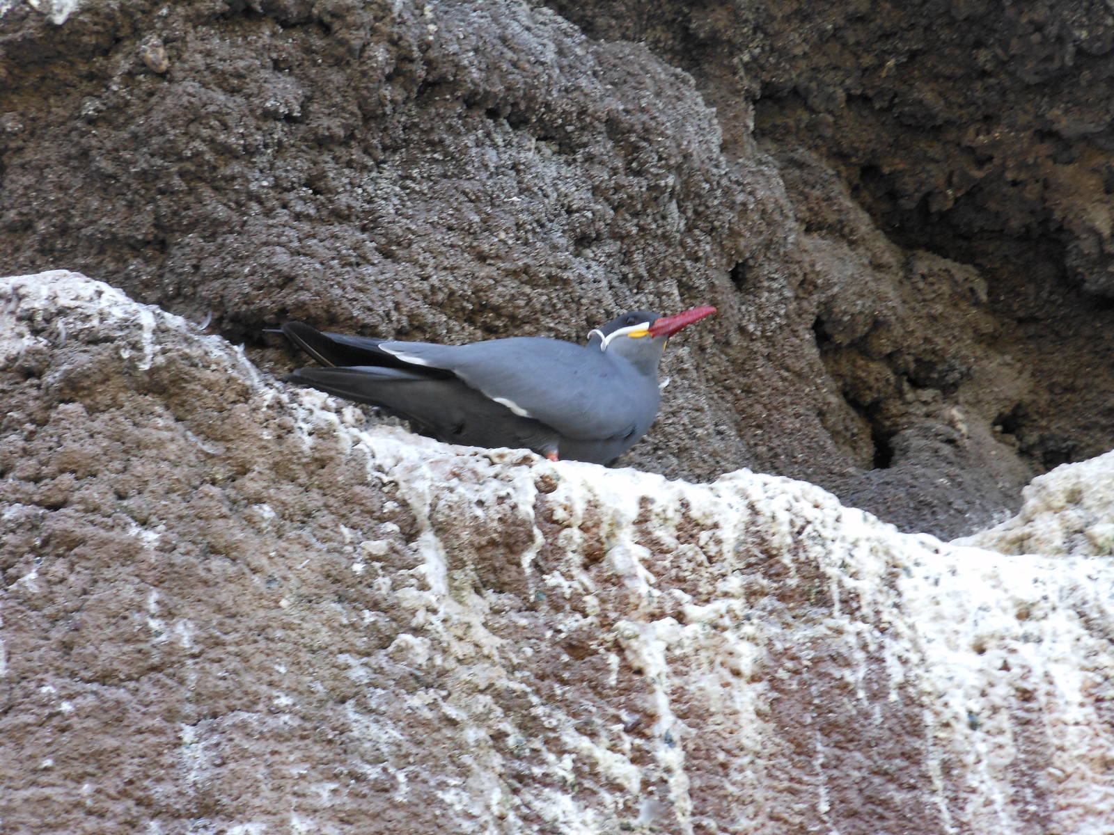 Bronx Zoo- Sea Bird Aviary- Inca Tern on Rock Ledge