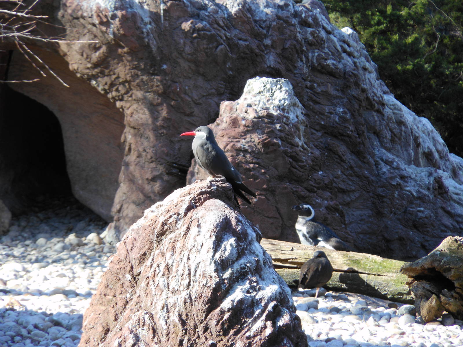 Bronx Zoo- Sea Bird Aviary- Inca Tern with Magellanic Penguin in Background