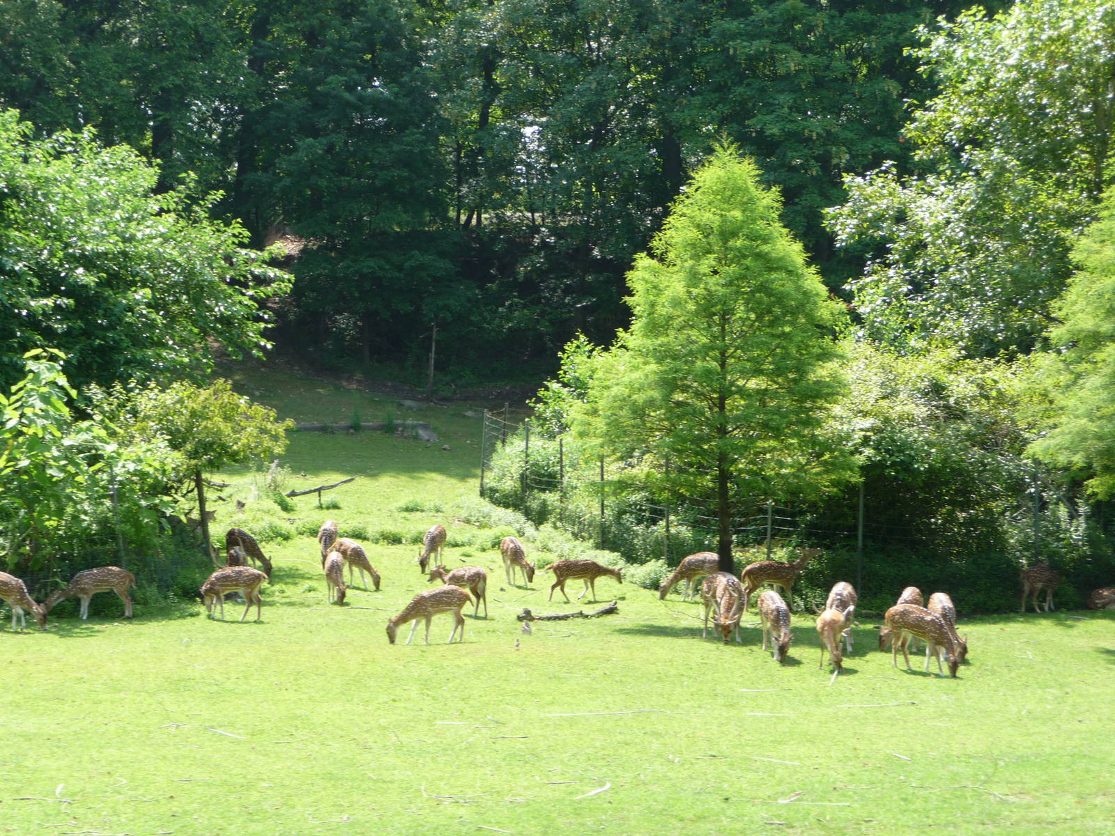 Bronx Zoo - Sika Deer