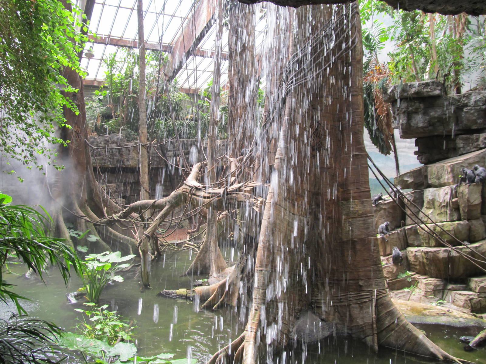 Bronx zoo- Silver Langur in Jungleworld