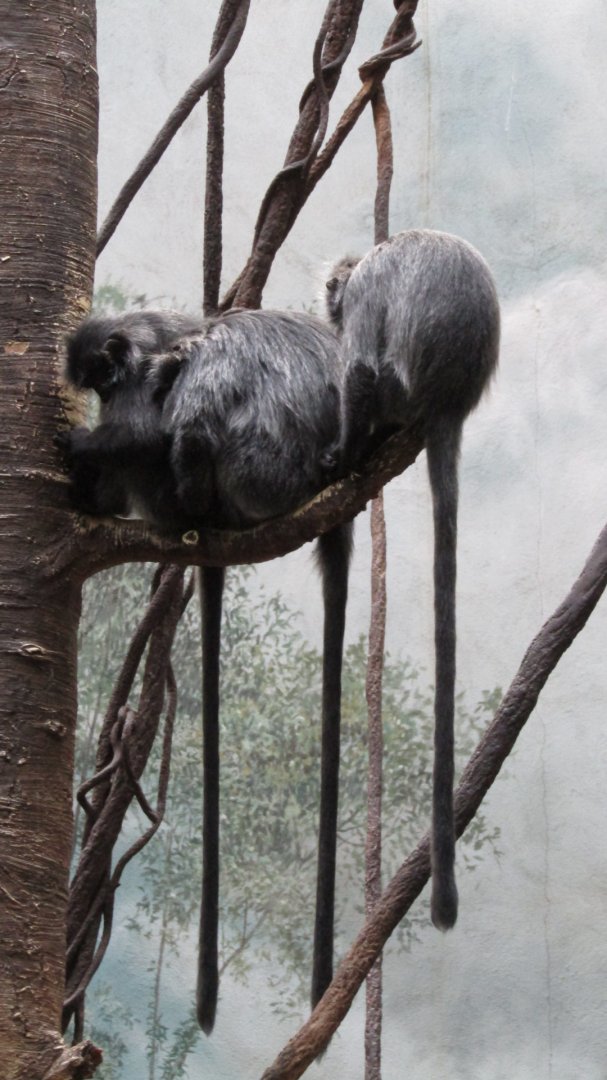 Bronx Zoo Silver Leaf Langurs