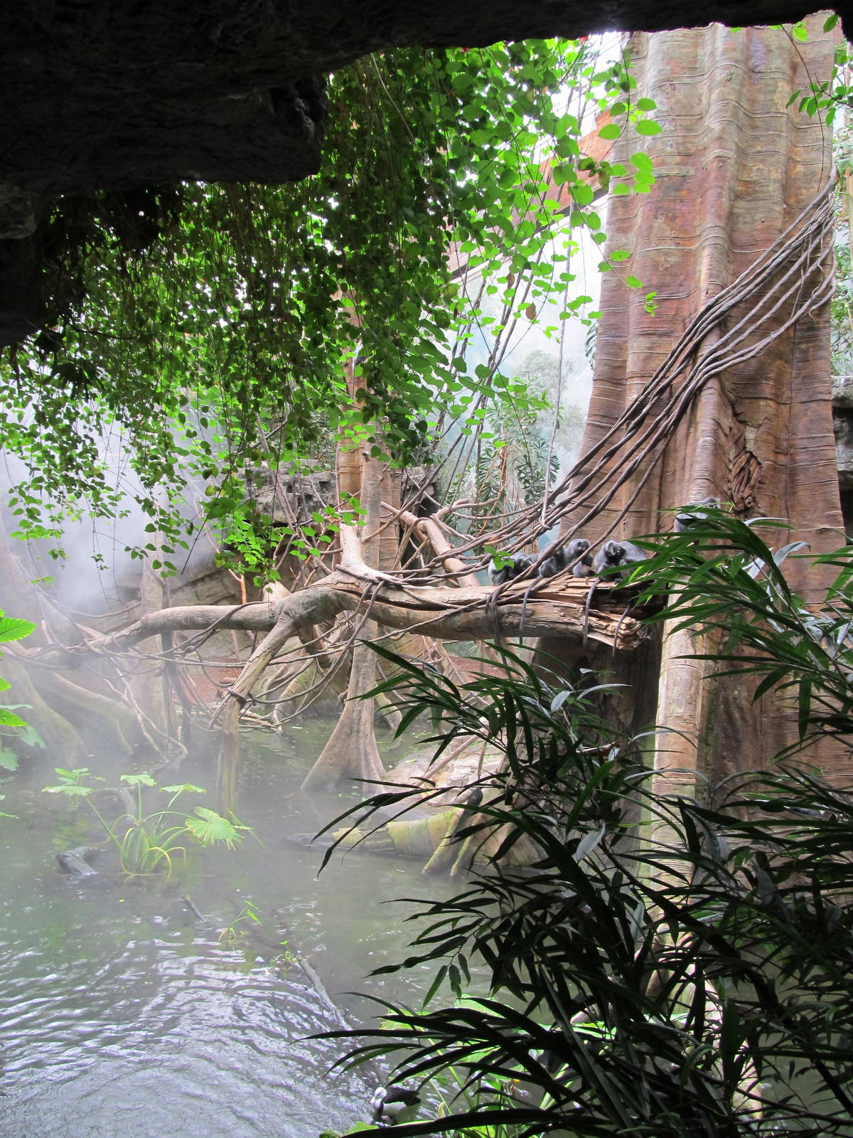 Bronx Zoo- Silvered Leaf Monkey Exhibit