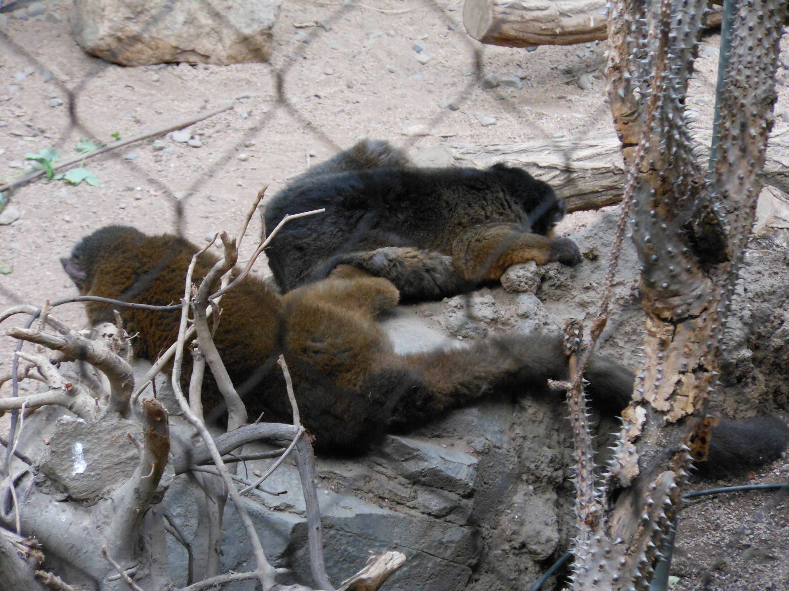 Bronx Zoo- Sleeping Collared Lemurs @ Madagascar!