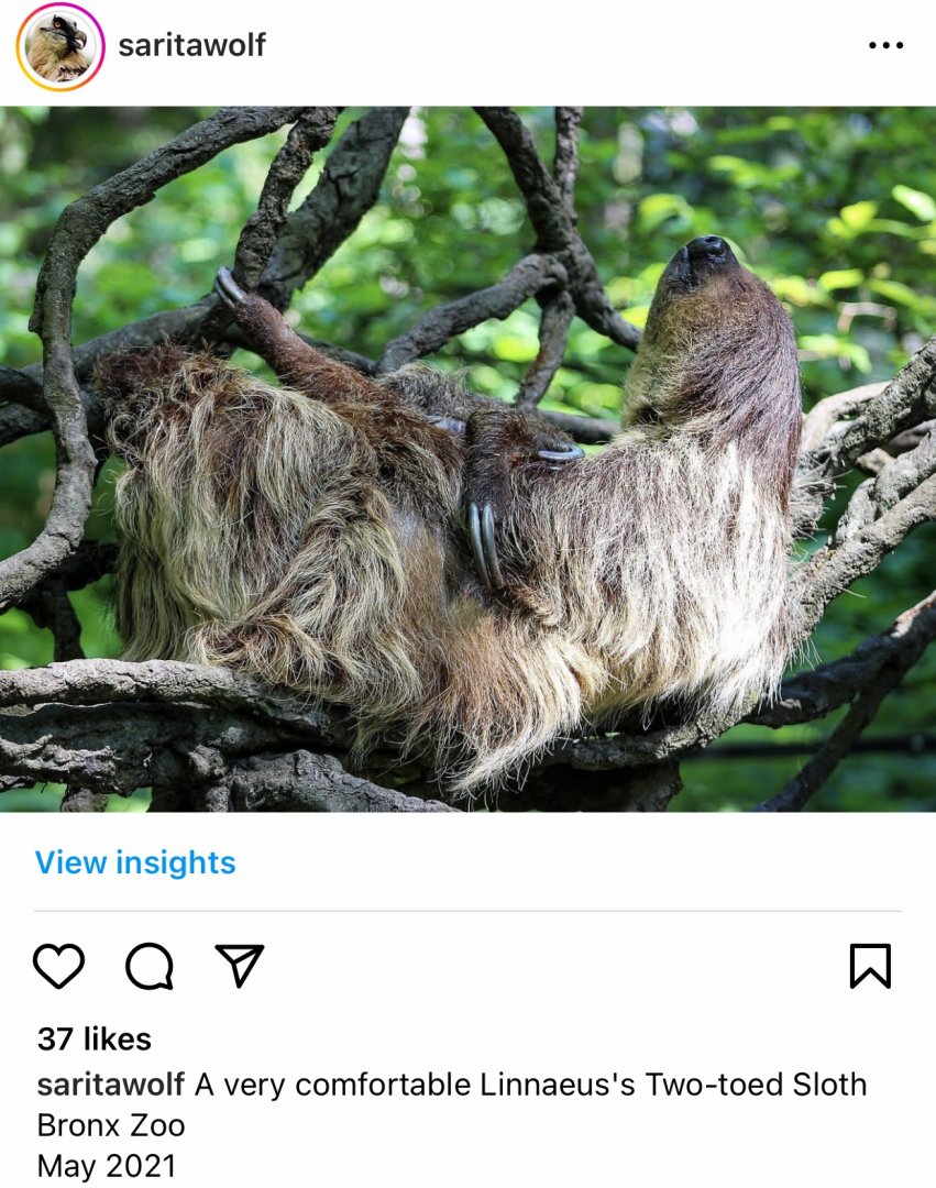Bronx Zoo - sloth