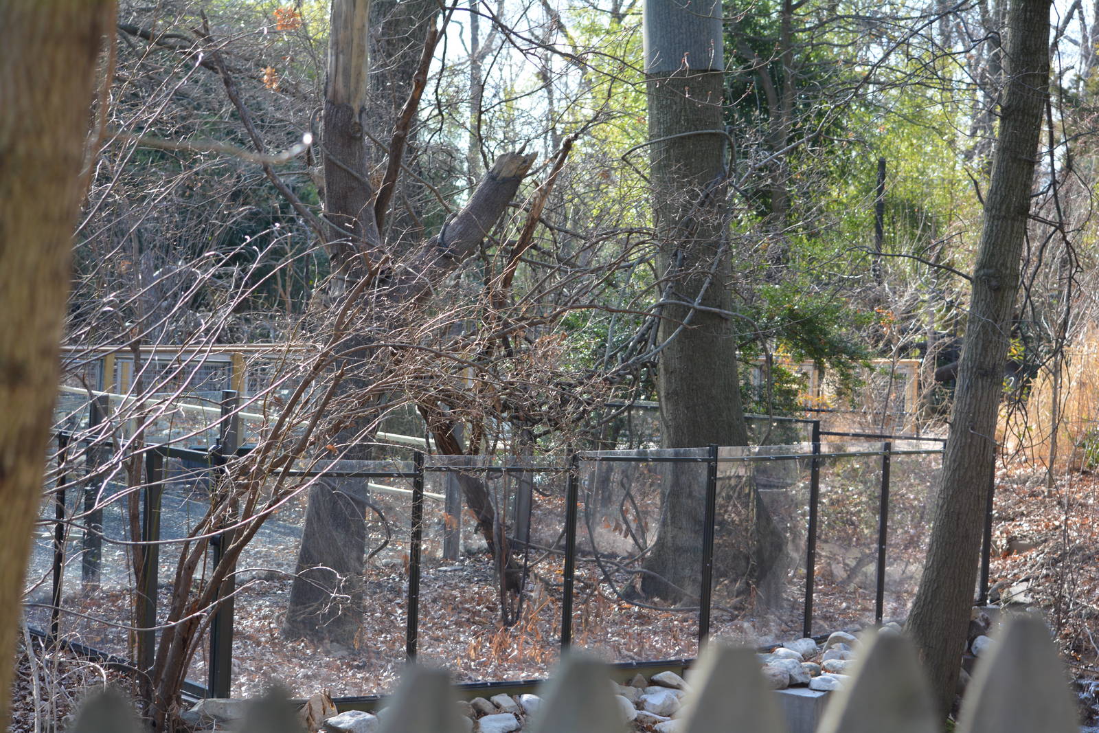 Bronx Zoo- Sneak Peek of Sloth Exhibit
