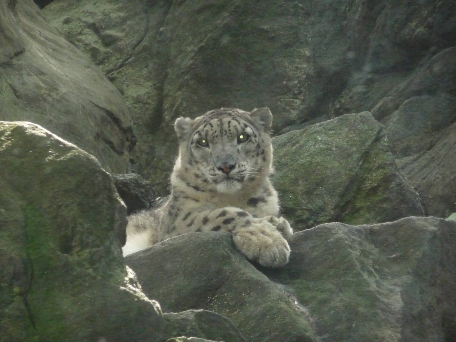 Bronx Zoo - Snow Leopard