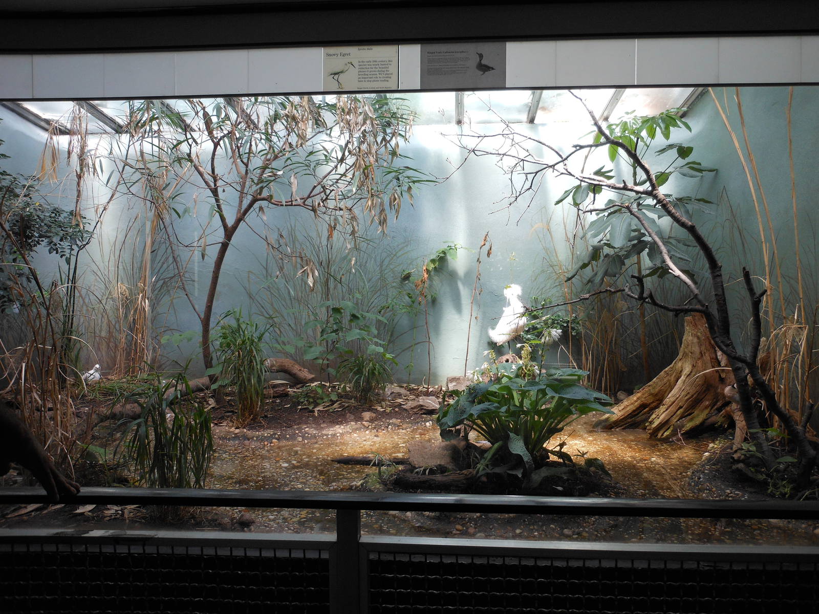 Bronx Zoo- Snowy Egret Exhibit @ Aquatic Bird House