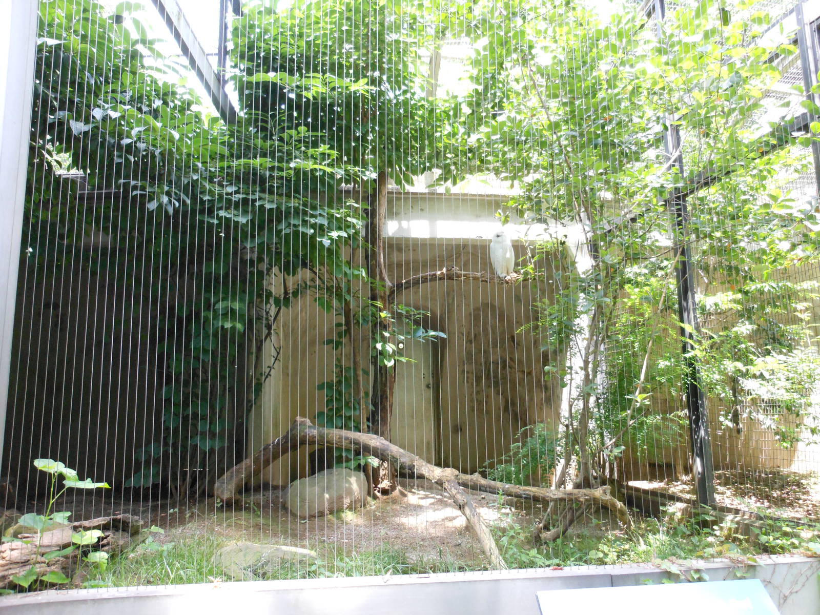 Bronx Zoo- Snowy Owl Aviary @ Birds of Prey