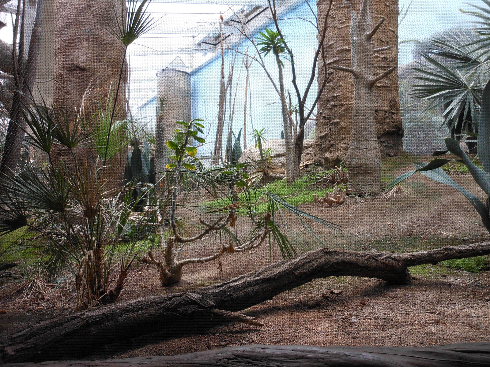 Bronx Zoo- Spiny Forest Exhibit @ Madagascar!
