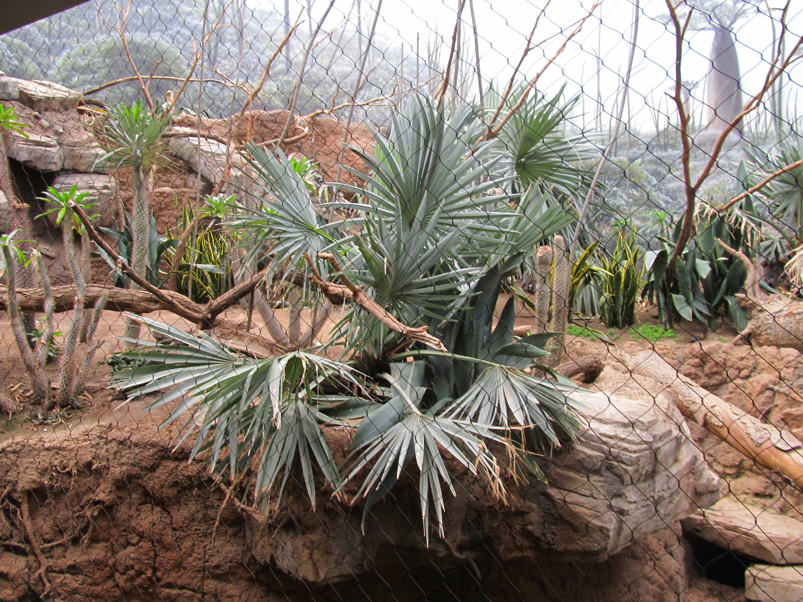 Bronx Zoo- Spiny Forest Exhibit