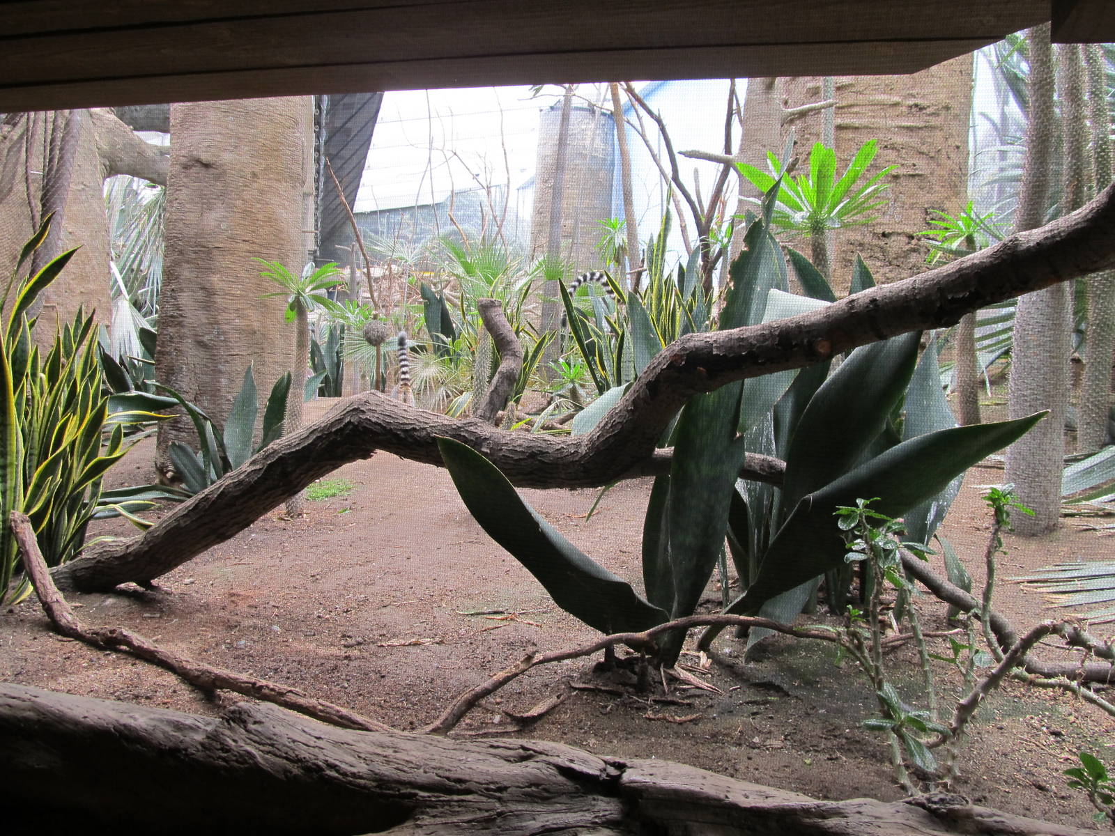 Bronx Zoo- Spiny Forest Exhibit