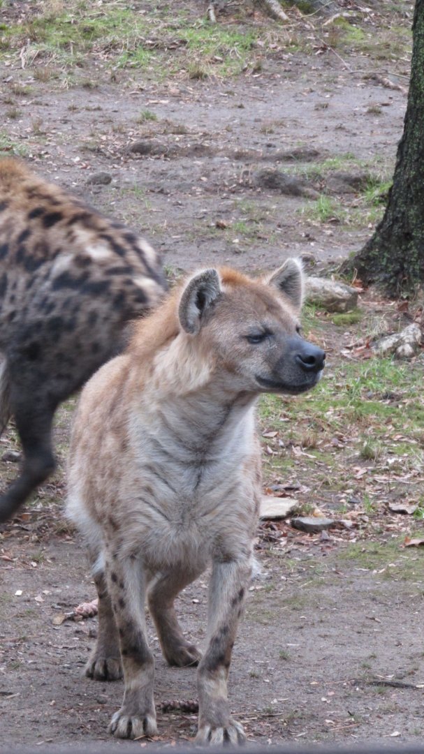 Bronx Zoo Spotted Hyena