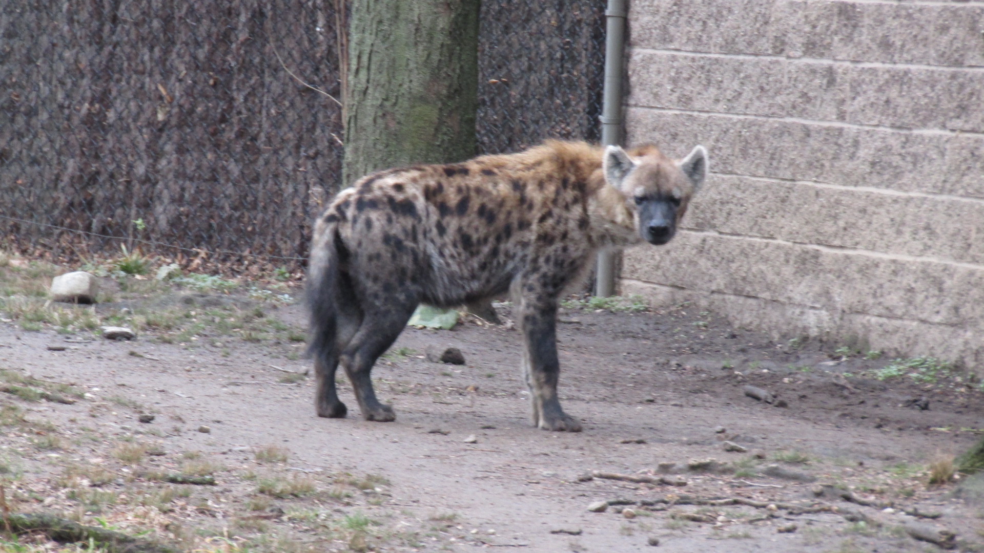 Bronx Zoo Spotted Hyena