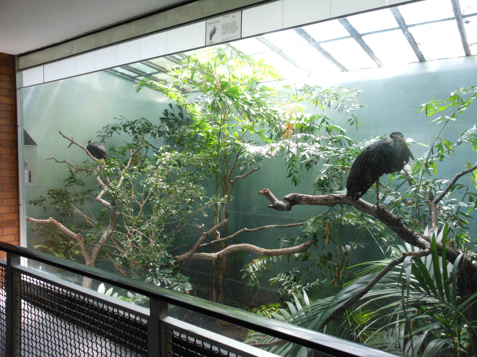 Bronx Zoo- Storm's Stork Exhibit @ Aquatic Bird House