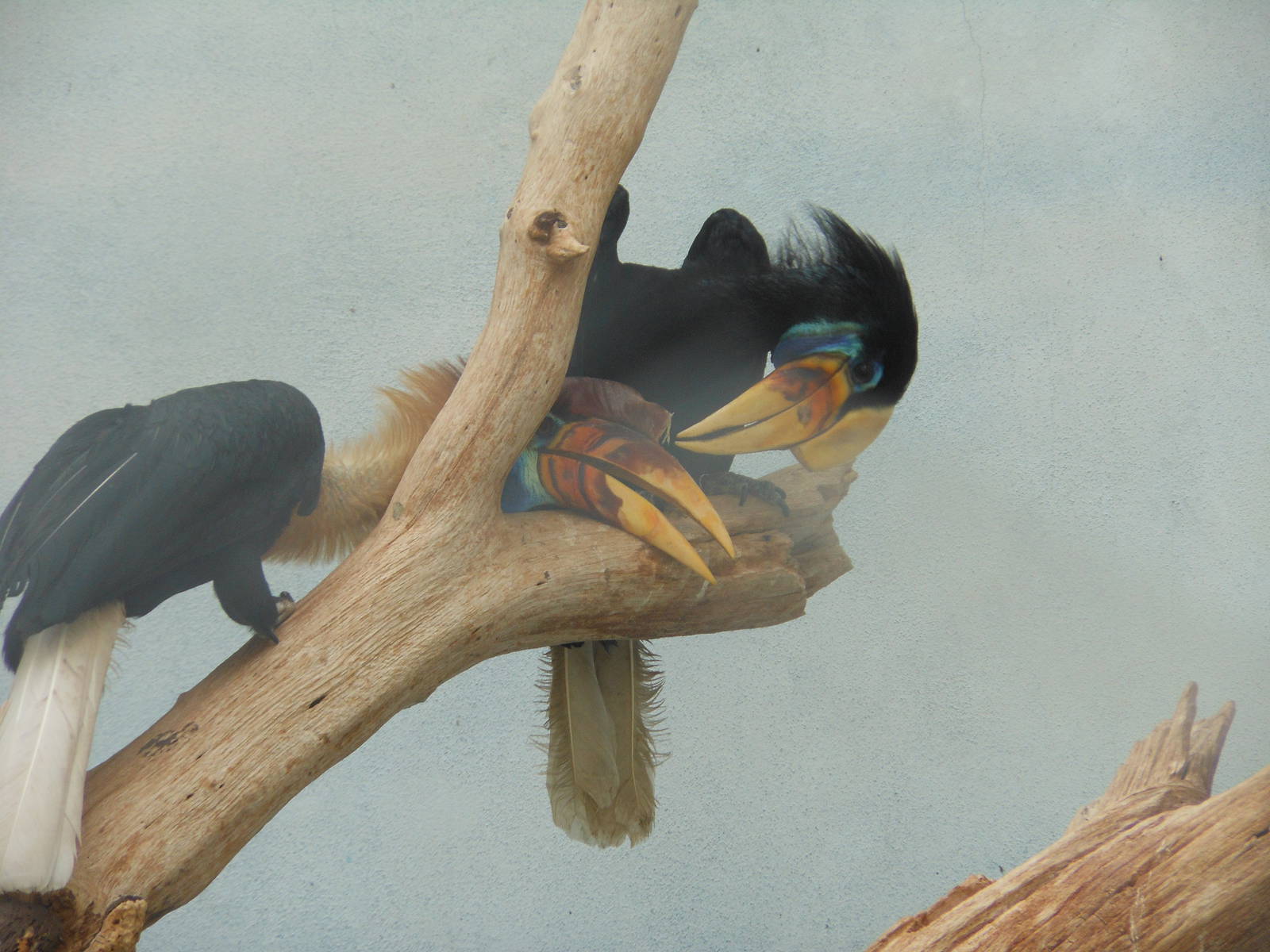 Bronx Zoo- Sulawesi Red-knobbed Hornbills (Aceros cassidix) @ World of Bird