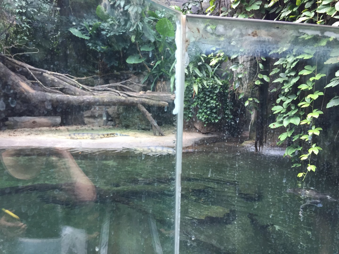 Bronx Zoo tattiness, July 2019