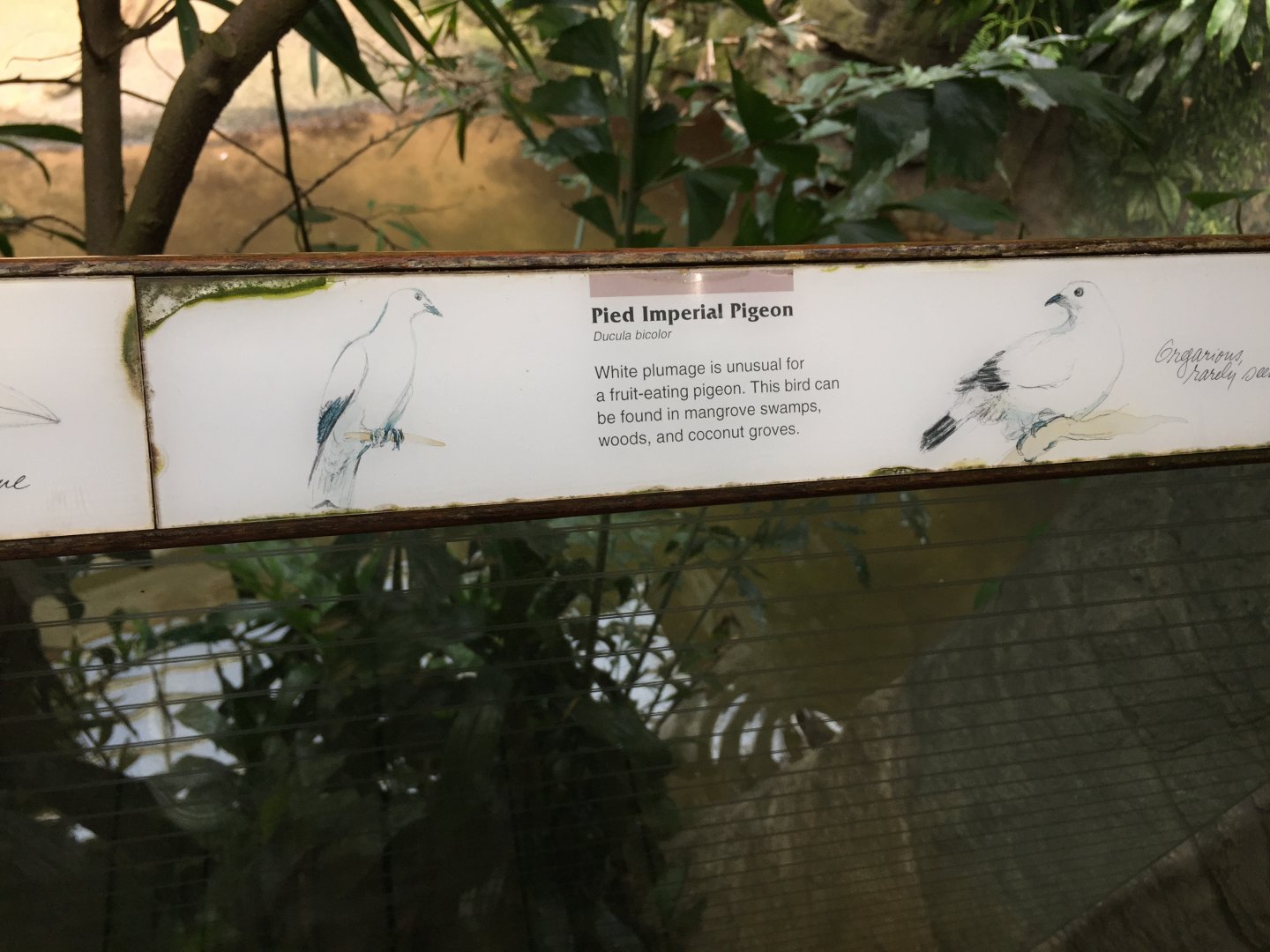 Bronx Zoo tattiness, July 2019