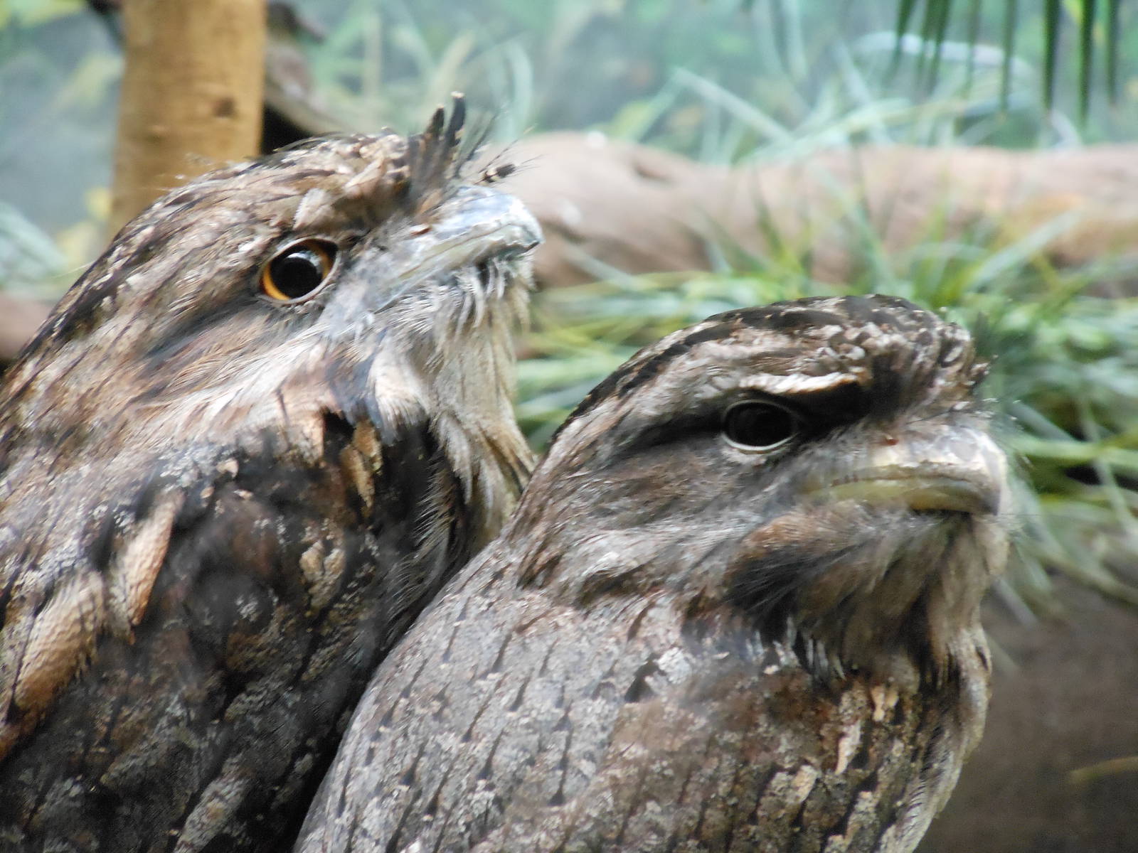 Bronx Zoo- Tawny Frogmouth Close-up @ World of Birds