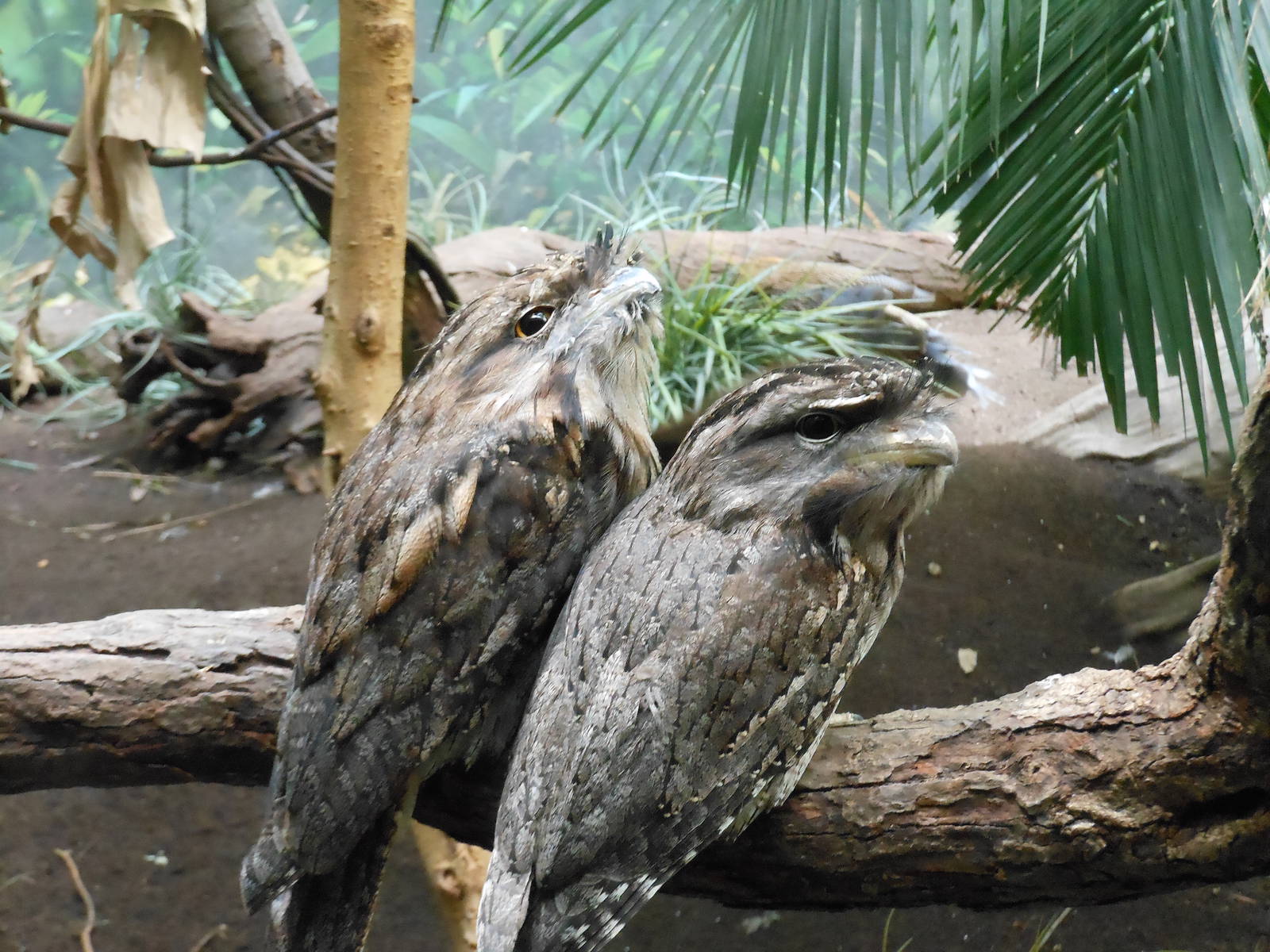 Bronx Zoo- Tawny Frogmouth Pair @ World of Birds