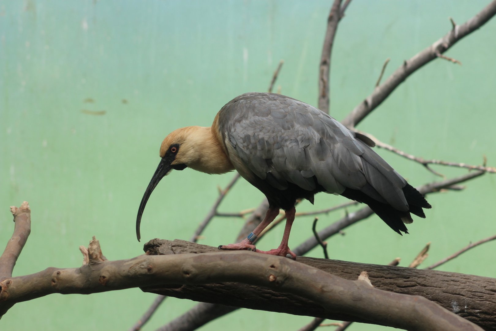 Bronx Zoo - Theristicus Ibis
