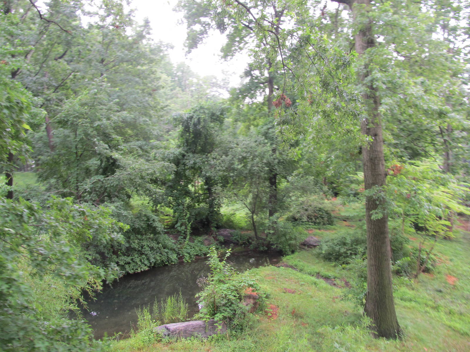Bronx Zoo- Tiger Exhibit