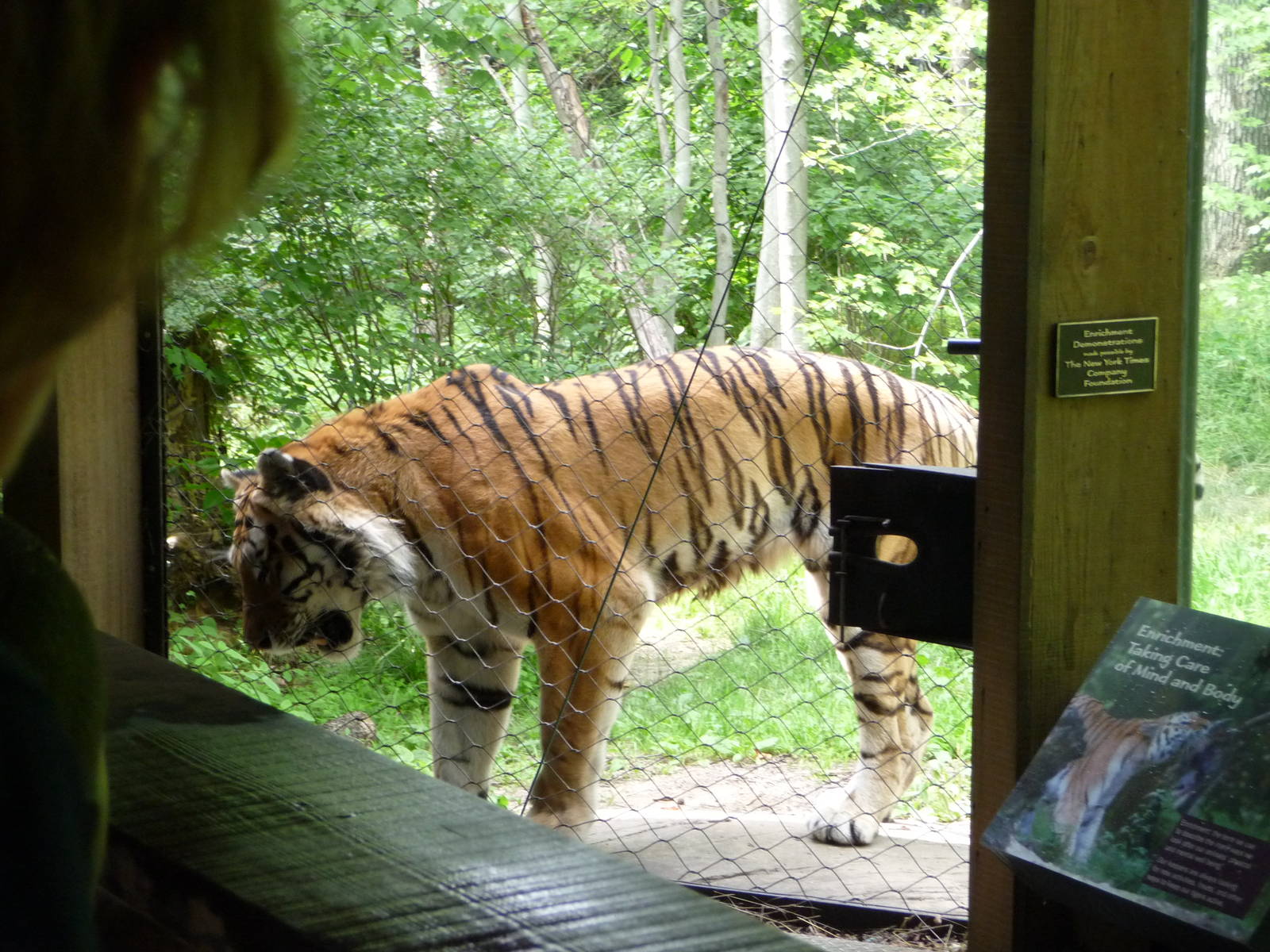 Bronx Zoo - Tiger Mountain