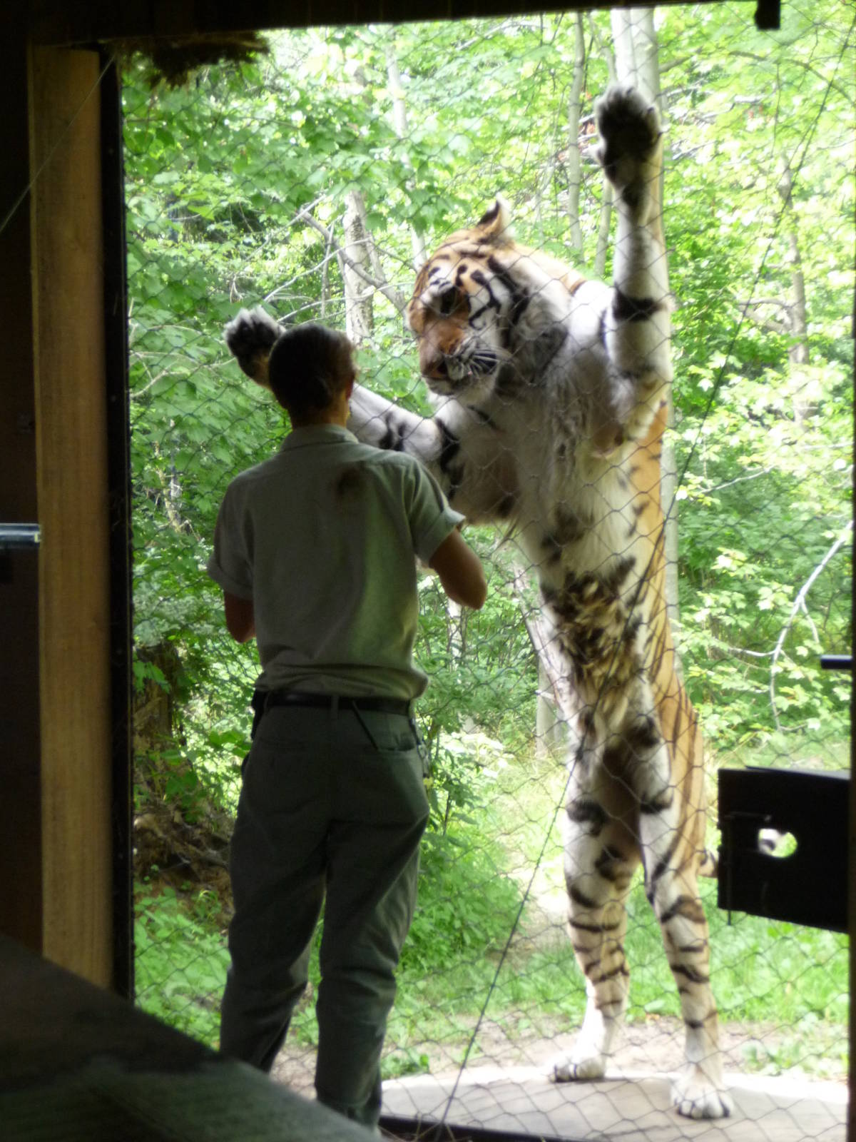Bronx Zoo - Tiger Mountain