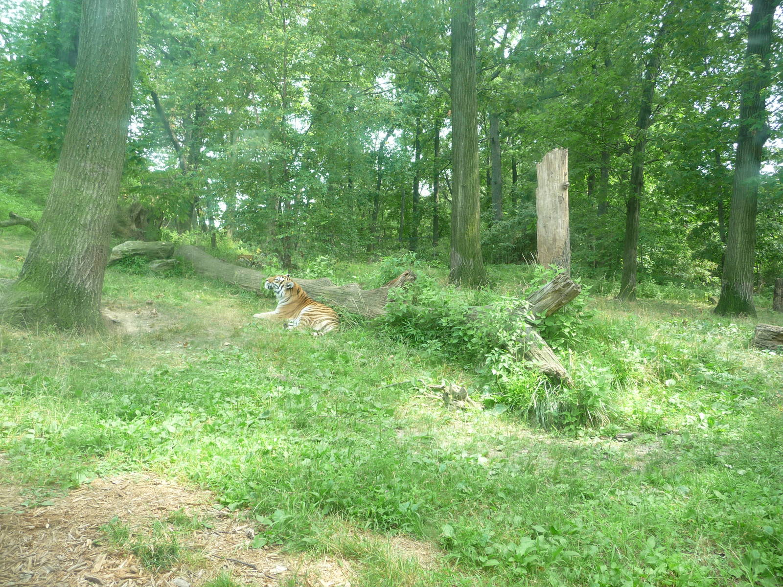 Bronx Zoo - Tiger Mountain