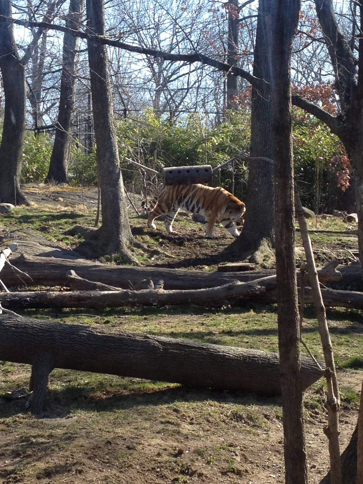 Bronx Zoo - Tiger Mountain