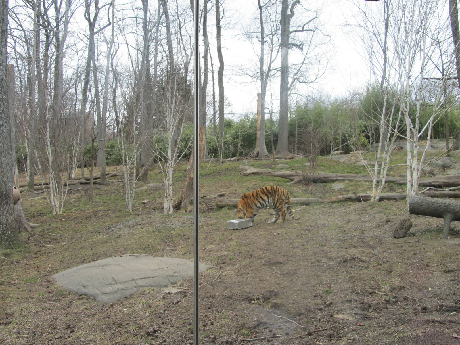 Bronx Zoo- Tiger Mountain