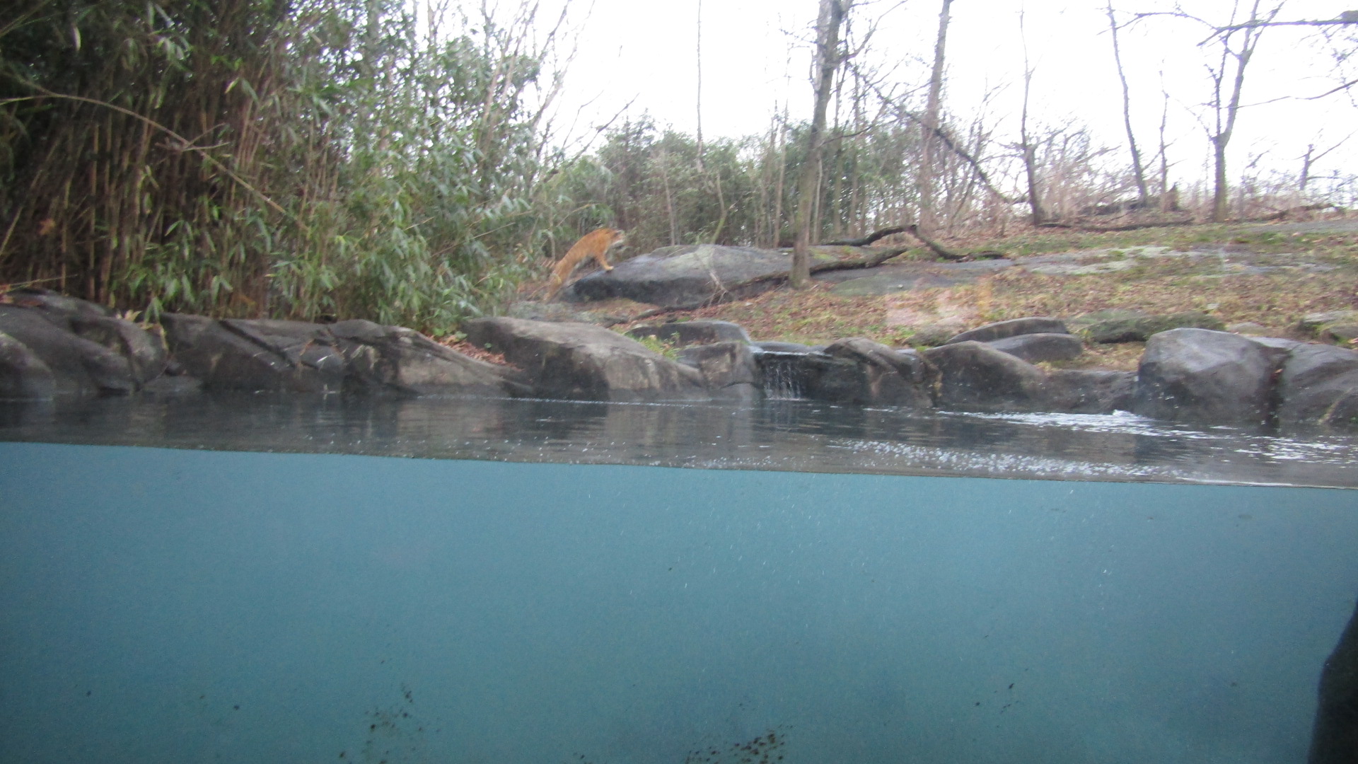 Bronx Zoo Tiger Mountain