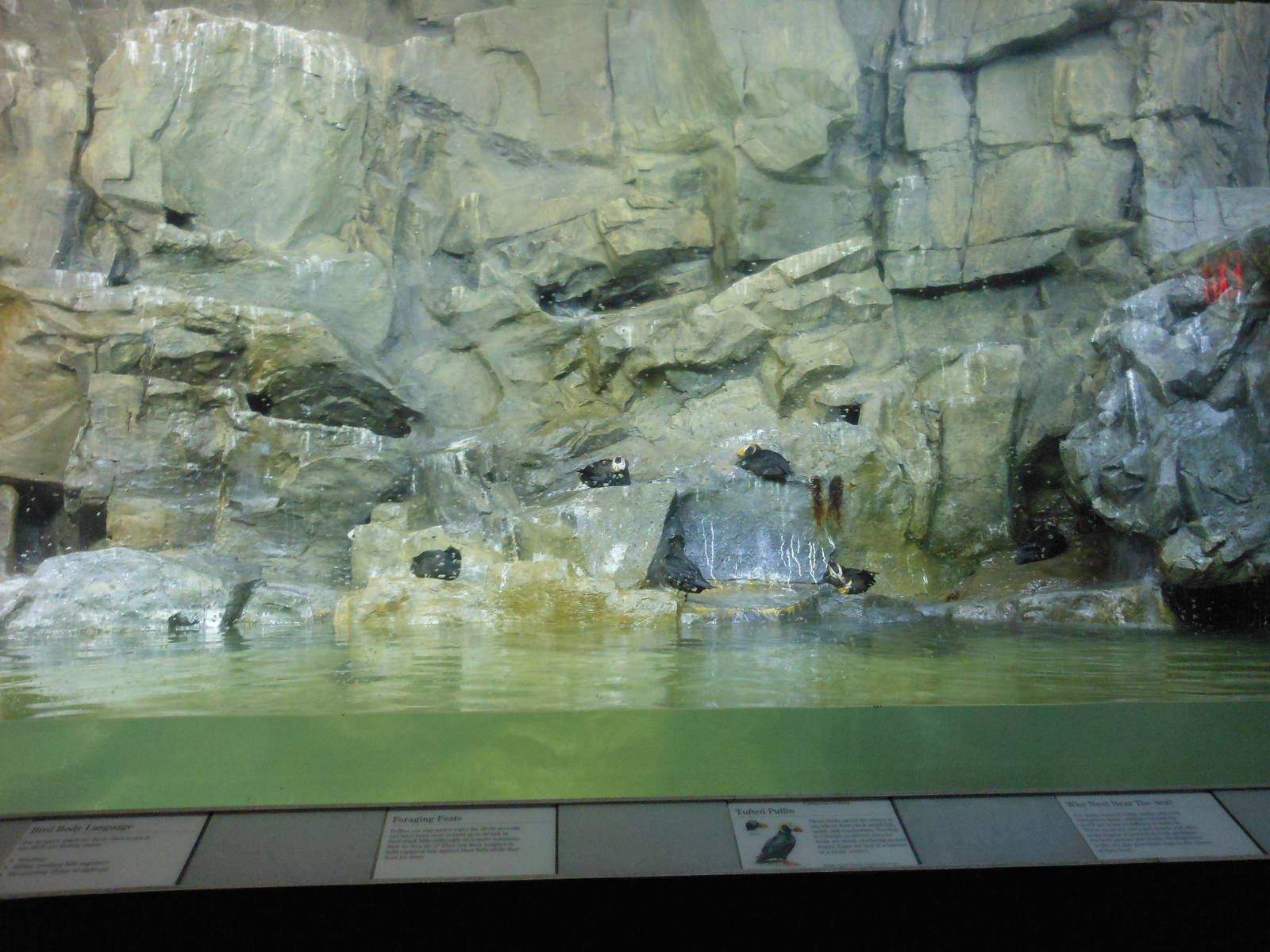 Bronx Zoo- Tufted Puffin Exhibit @ Aquatic Bird House