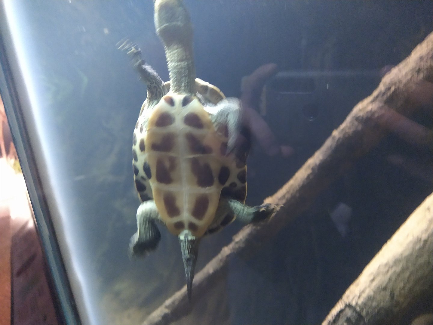 Bronx Zoo turtle, Roti Island?