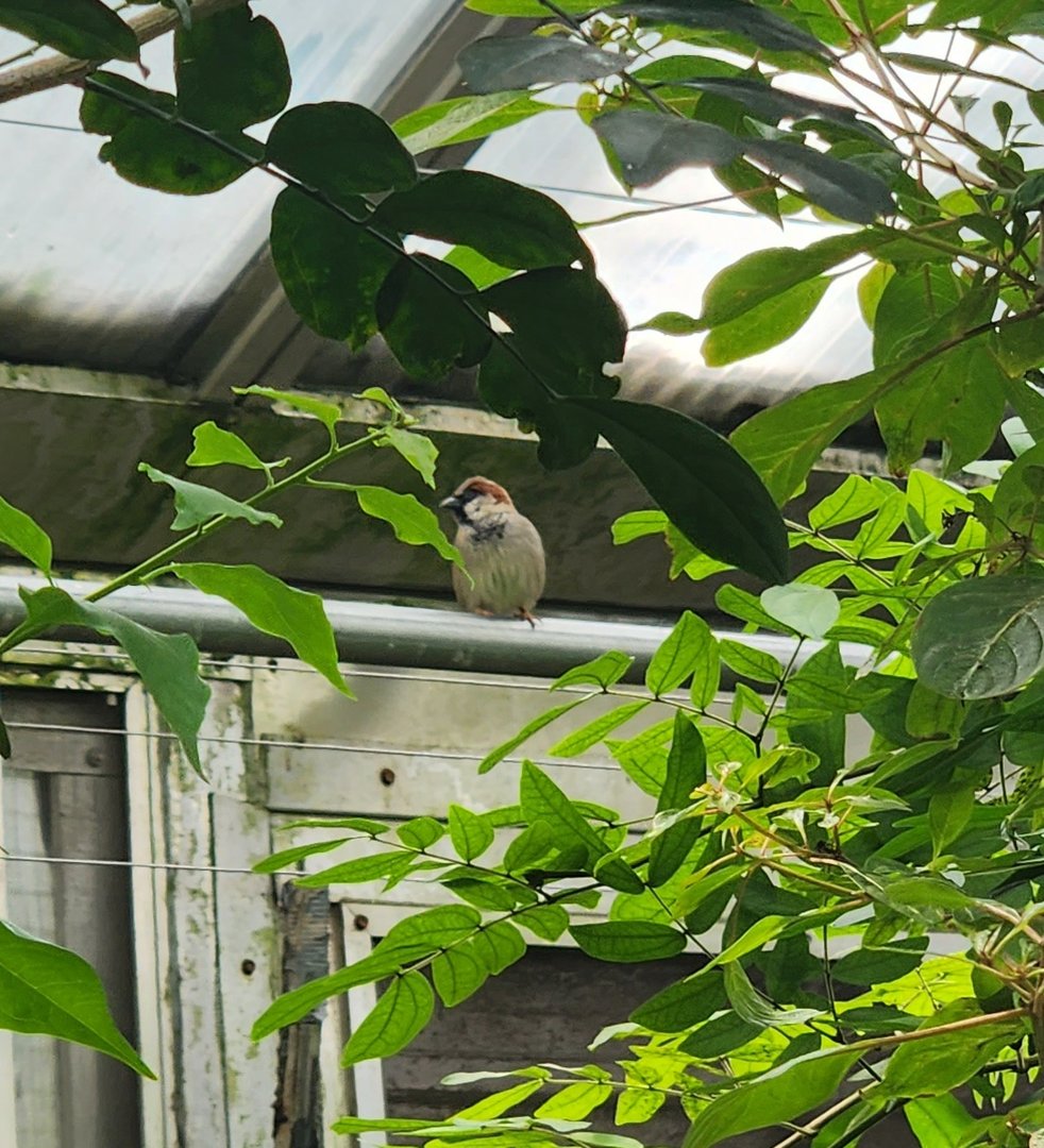 Bronx Zoo - Unknown Bird (House Sparrow?)