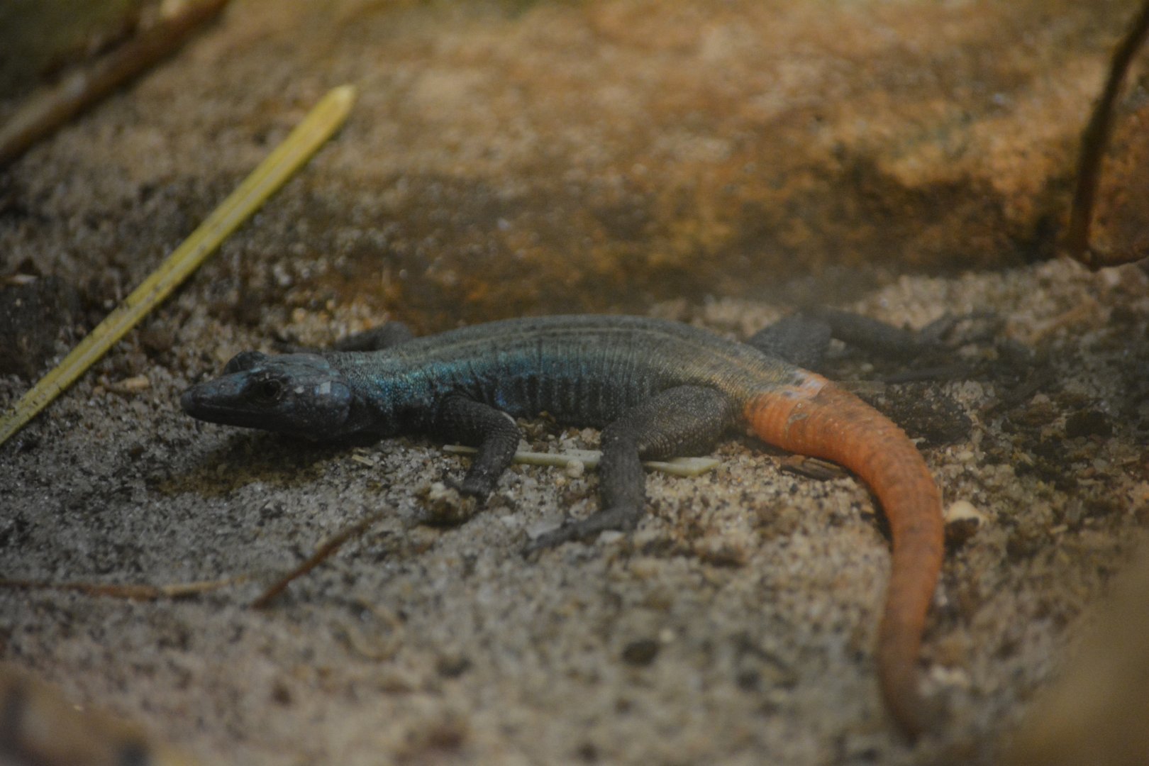 Bronx Zoo - Unknown Lizard