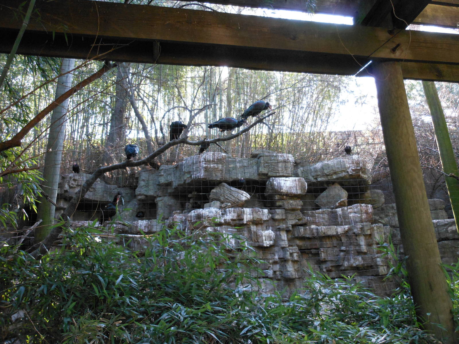 Bronx Zoo- Waldrapp Exhibit Outside of Jungleworld