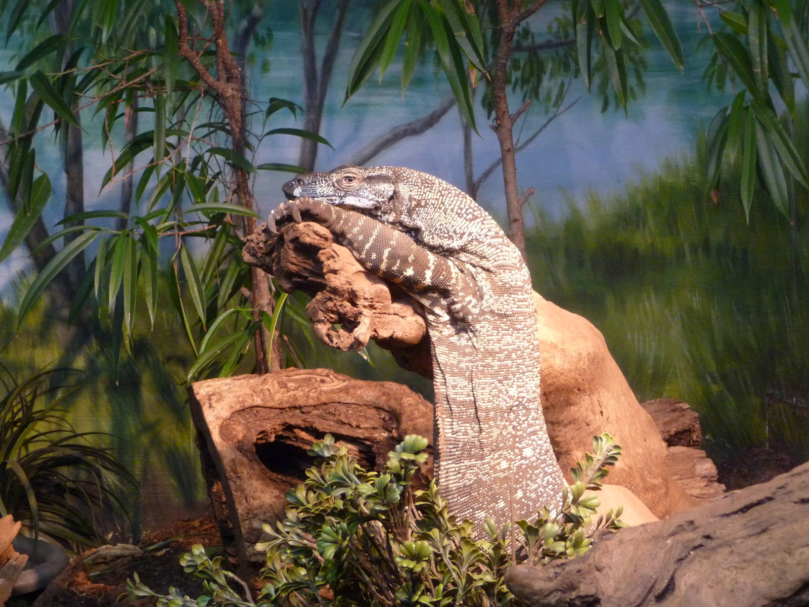 Bronx Zoo - Water Monitor